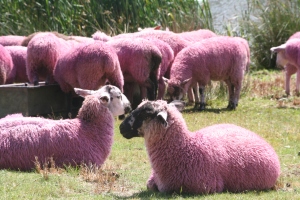 Latitude dyed sheep